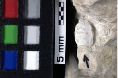 Foto (Detailansicht) von Longodromites angustus (Reuss 1858) (NHMW-GEO-1990-0041-0043)